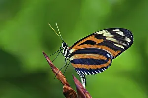 Heliconius: Ismenuis Longwing butterfly