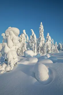 290421: Iso Syote - Trees Shaped by Snow - Finland
