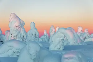 Bent: Iso Syote - Trees Shaped by Snow - Finland