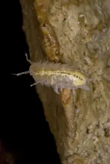 Subterranean: Isopod