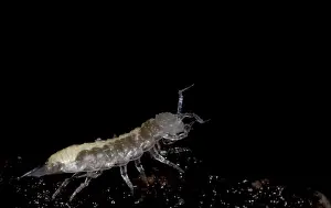 Subterranean: Isopod