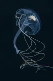 Transparent: Isopod