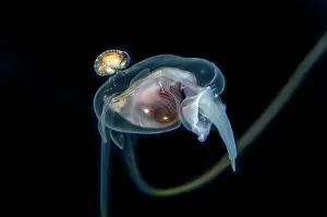 Transparent: Isopod