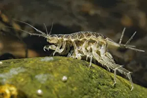 Aquaticus: Isopod (Asellus aquaticus) in a pond, Prairies du