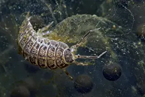 Aquaticus: Isopod (Asellus aquaticus) in a pond, Prairies du