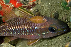 Apogonidae: Isopod - on a Cardinalfish (Apogon apogonidae)