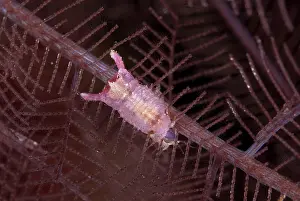 Hydroid: Isopod - on hydroid on night dive