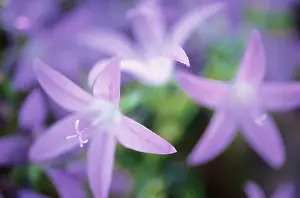 Solenopsis: Isotoma