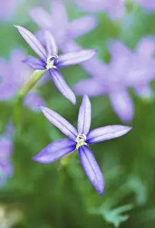 Solenopsis: Isotoma