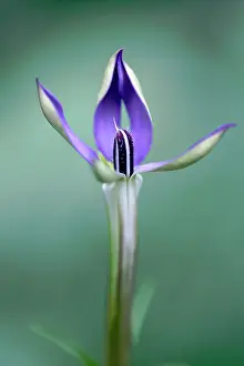 Tubular: Isotoma, Isotoma axillaris, One long tubular flower