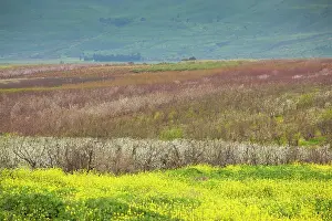 Israeli: Israel, Upper Galilee, Rosh Pina, fruit