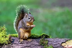 Washington: Issaquah, Washington State, USA. Western Gray Squirrel