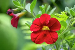 Danita Delimont: Issaquah, Washington State, USA. Million Bells or Trailing
