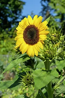Danita Delimont: Issaquah, Washington State, USA. One open dwarf sunflower