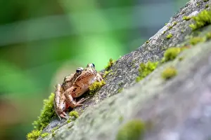 Danita Delimont: Issaquah, Washington State, USA. Pacific Tree Frog resting