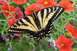 Danita Delimont: Issaquah, Washington State, USA. Western tiger swallowtail