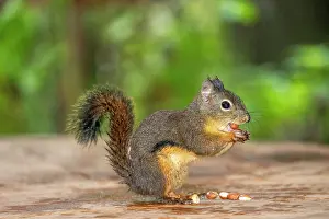 Danita Delimont: Issaquah, Washington State, USA. Wet Douglas squirrel
