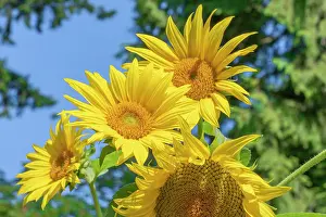 Danita Delimont: Issaquah, Washington State, USA. Dwarf sunflowers