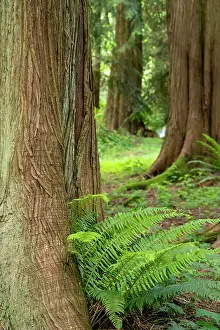 Tall: Issaquah, Washington State, USA. Western Redcedar