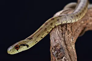 Lineatus: Italian Aesculapian Snake (Zamenis lineatus), Italy