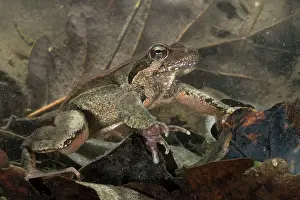 Agile: Italian Agile Frog - in the water