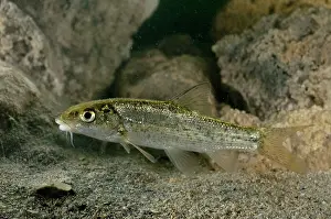 Barbel: Italian Barbel - young