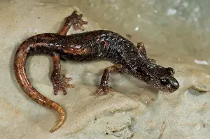 Italicus: Italian Cave Salamander