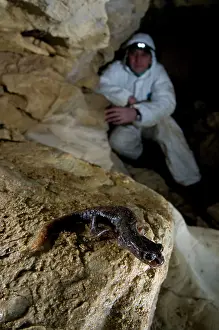 Italicus: Italian Cave Salamander - with speleologist approaching