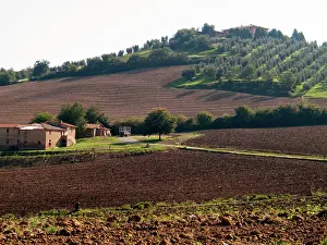 Olea: Italian Countryside