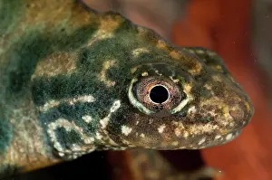 Carnifex: Italian Crested Newt