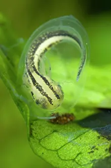 Carnifex: Italian Crested Newt - embryo