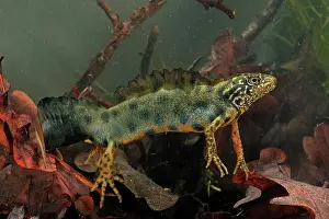 Carnifex: Italian Crested Newt - in habitat