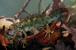 Carnifex: Italian Crested Newt - in habitat - Italy
