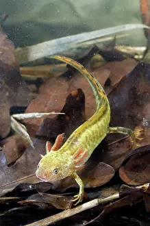 Carnifex: Italian Crested Newt - Larva in habitat
