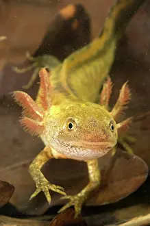 Carnifex: Italian Crested Newt - Larva in habitat