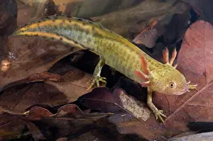 Carnifex: Italian Crested Newt - Larva in habitat