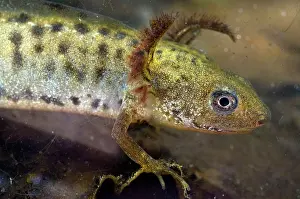 Carnifex: Italian Crested Newt - tadpole