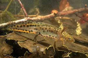 Carnifex: Italian Crested Newt - tadpole in habitat