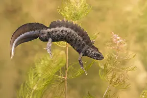 Alien: Italian Crested Newt (Triturus carnifex) male s