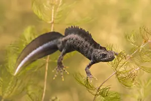 Alien: Italian Crested Newt (Triturus carnifex) male s
