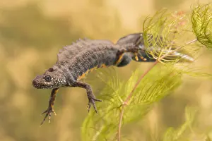 Introduced: Italian Crested Newt (Triturus carnifex) male s