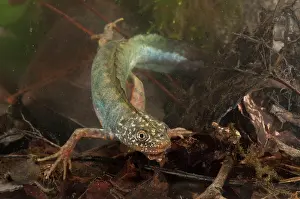 Carnifex: Italian Crested Newt underwater
