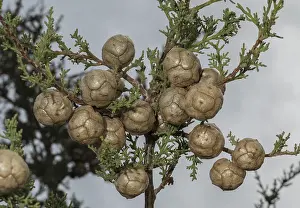 Gymnosperm: Italian cypress, Cupressus sempervirens, female