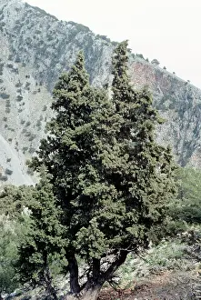 Cupressus: Italian Cypress - Samaria Gorge - Crete