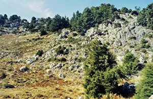 Cupressus: Italian Cypress - White Mountains - Crete