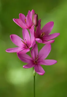 Sword: Italian Gladiolus / Field gladiolus / Common Sword-lily