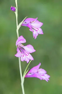 Herbaceous: Italian gladiolus (Gladiolus italicus) growing in the meadow, Liguria, Italy