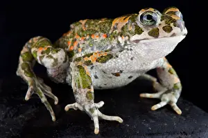 Bufo: Italian green toad (Bufotes balearicus)