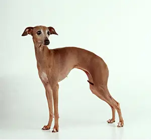 Worried: ITALIAN GREYHOUND DOG