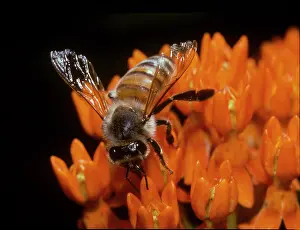 Tuberosa: Italian Honey Bee (Apis mellifera ligustica), adult
